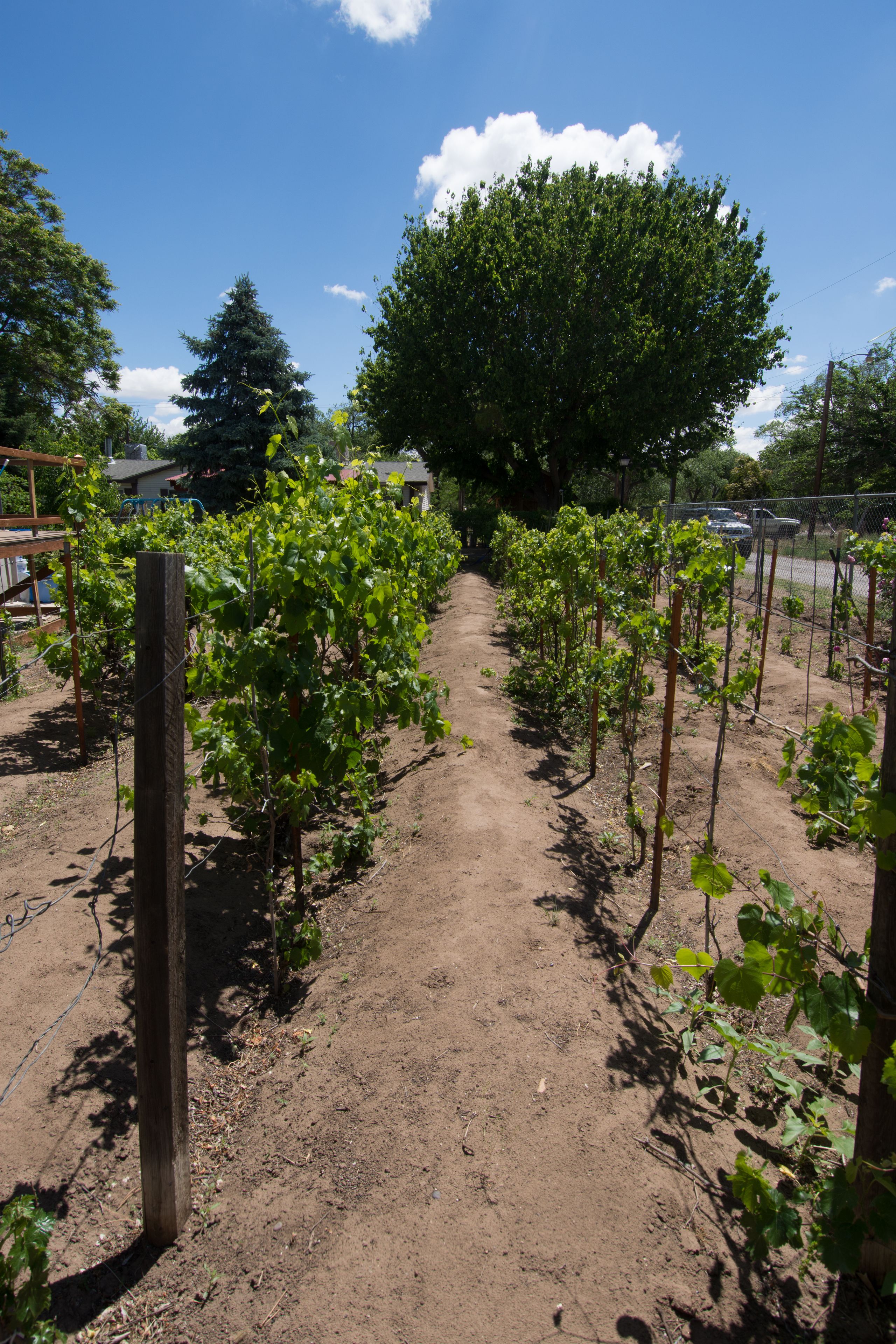 A vineyard with rows of grapevines supported by wooden stakes and wire.