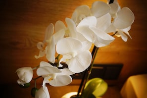 A close-up of white orchid flowers. - Hotel Peterhof (Kempten)