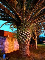 Una palmera con un tronco decorativo de celosía frente a una pared de piedra.