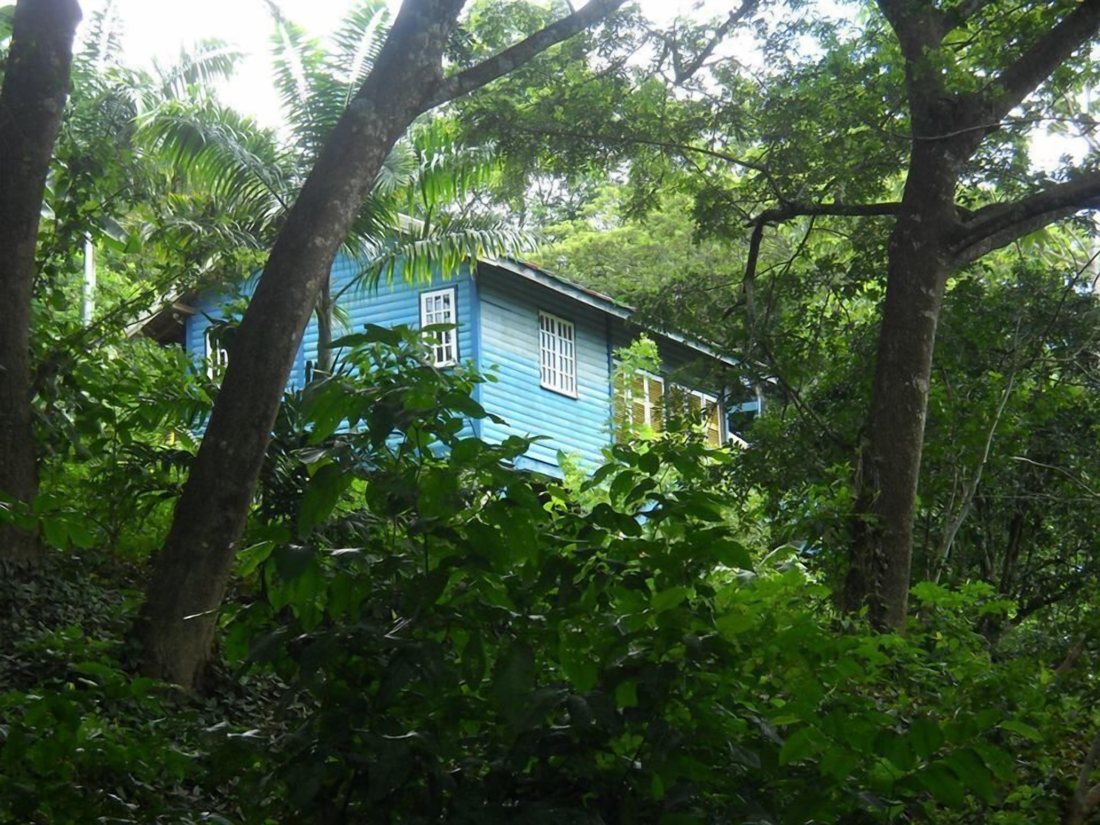 A blue house surrounded by dense green foliage.