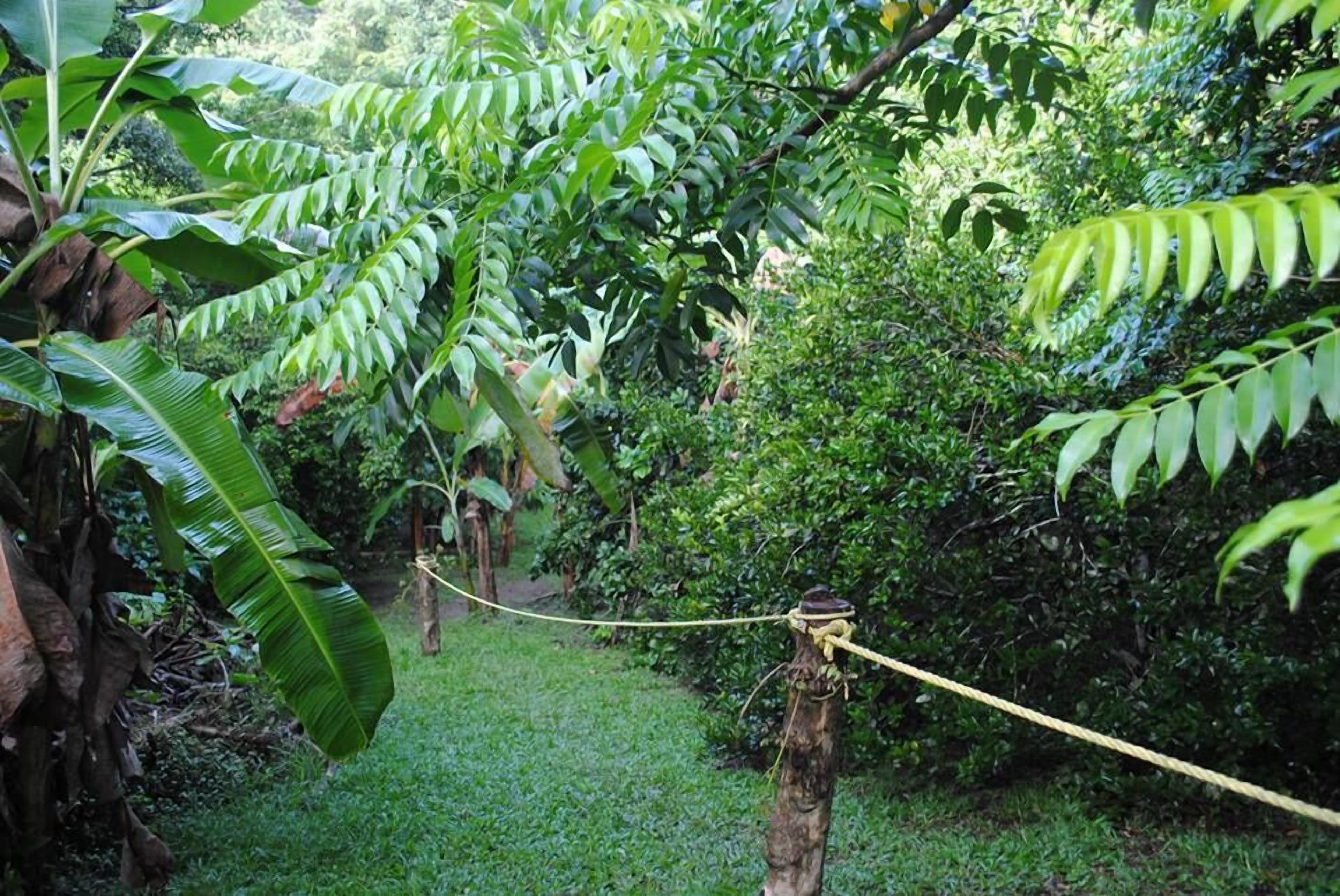 Un puente colgante en un jardín exuberante, verde, con follaje denso y plantas de banano.