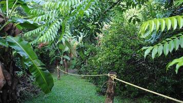 Un puente colgante en un jardín exuberante, verde, con follaje denso y plantas de banano.