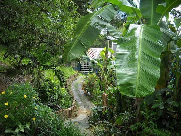A garden pathway leading to a house surrounded by lush greenery and banana plants.
