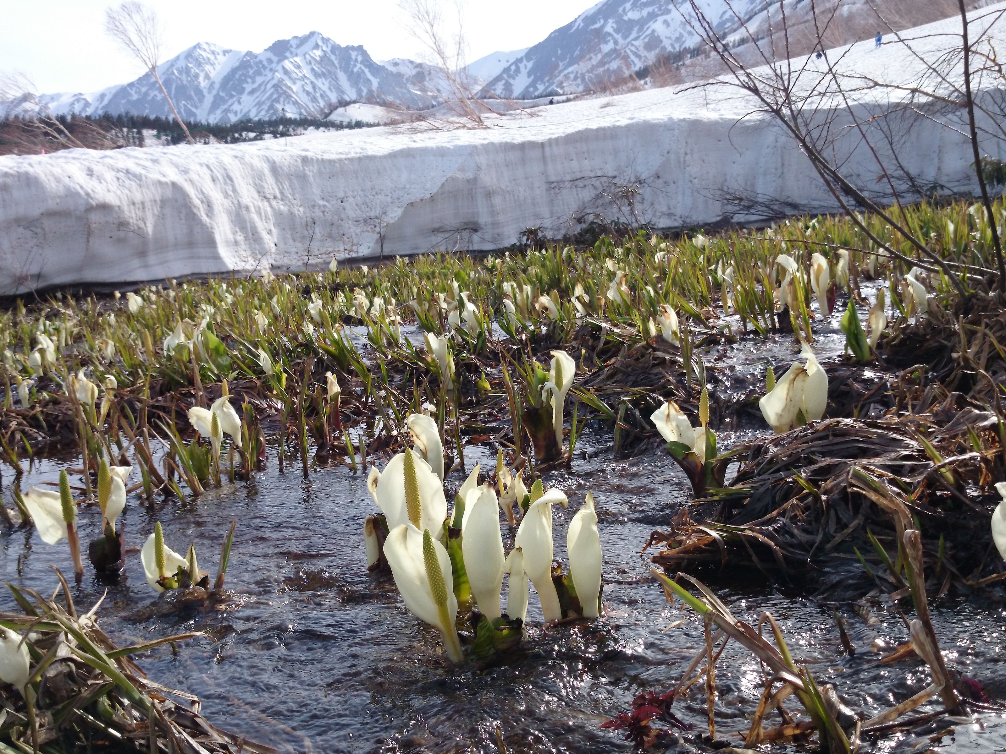 Un paisaje natural con una masa de agua, rodeado de montañas nevadas y vegetación escasa.