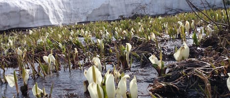 Un paisaje natural con una masa de agua, rodeado de montañas nevadas y vegetación escasa.
