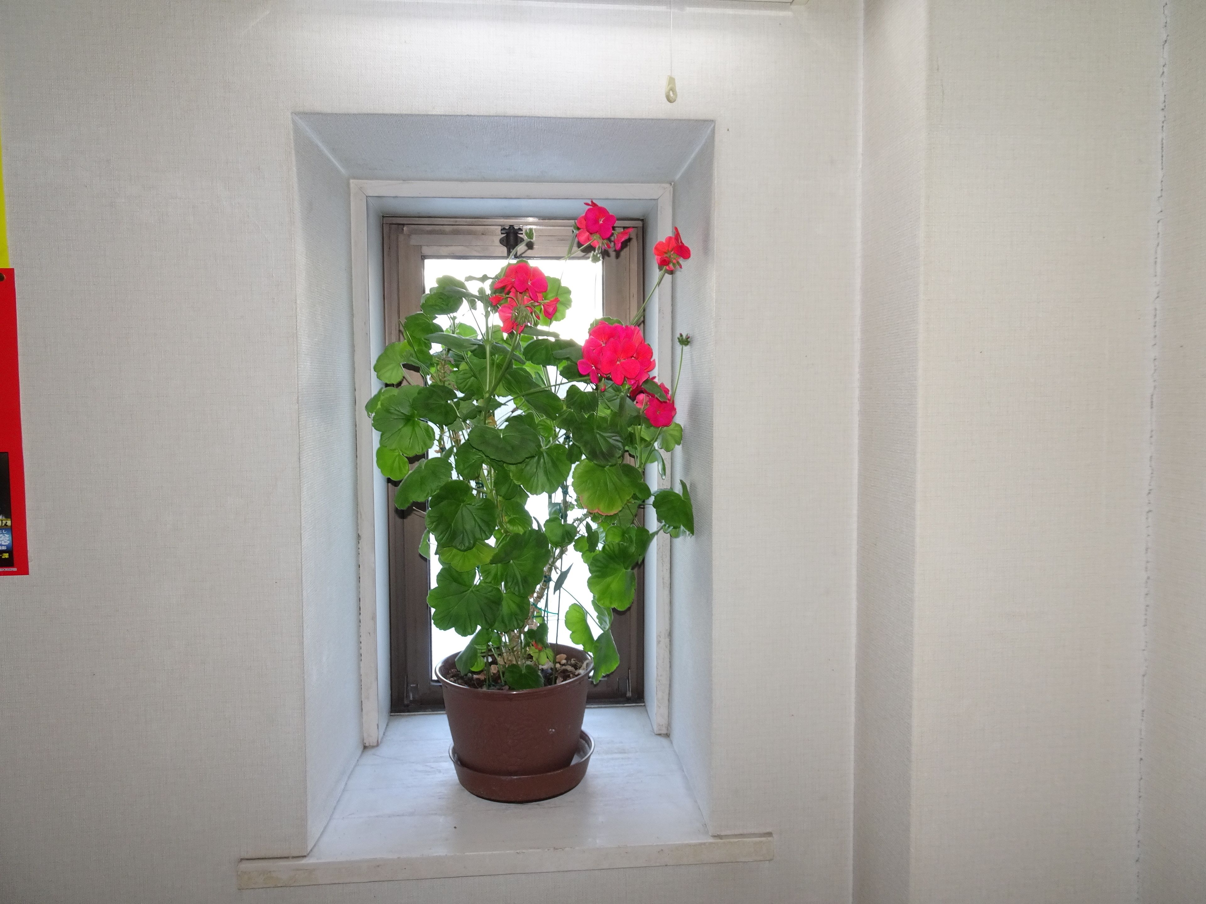 A potted plant with pink flowers in a window sill.
