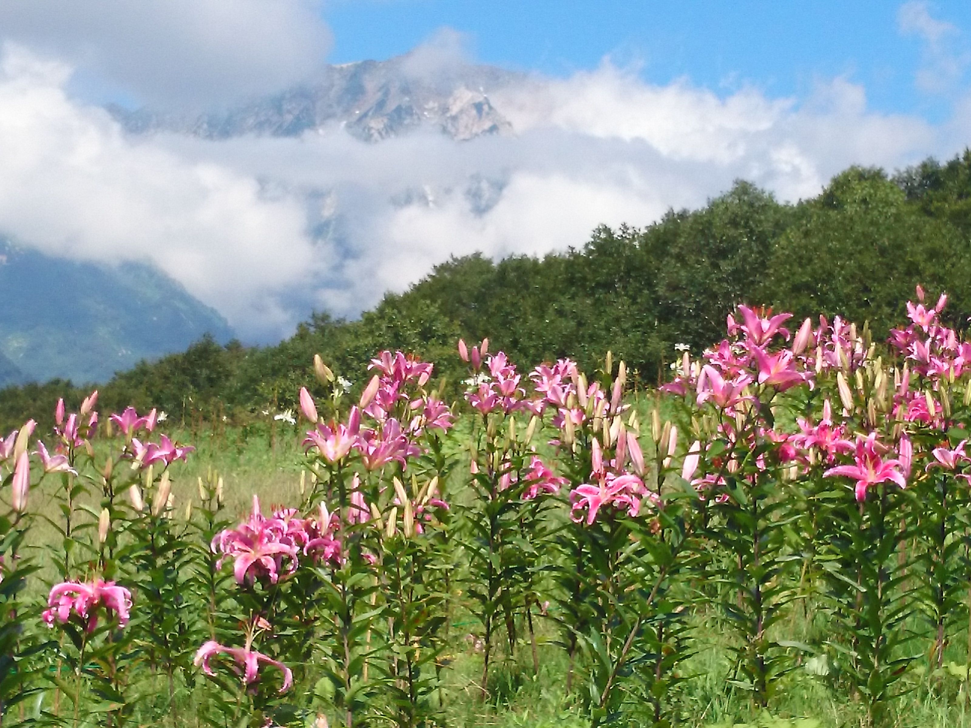 A field of pink flowers with a mountain range in the background.