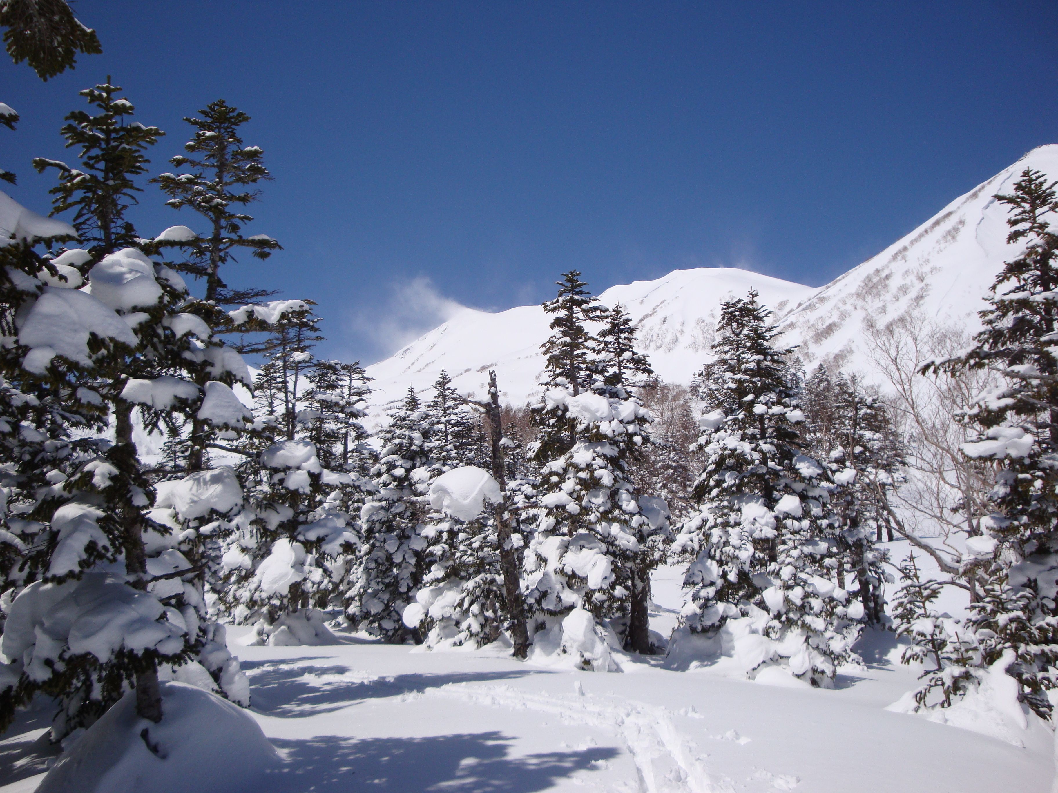 A snowy forest with a clear sky and a mountain in the background.