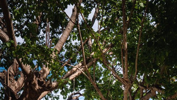 A beach with a large tree, a swing, and calm water. - The C Samet Beach Resort (Rayong)