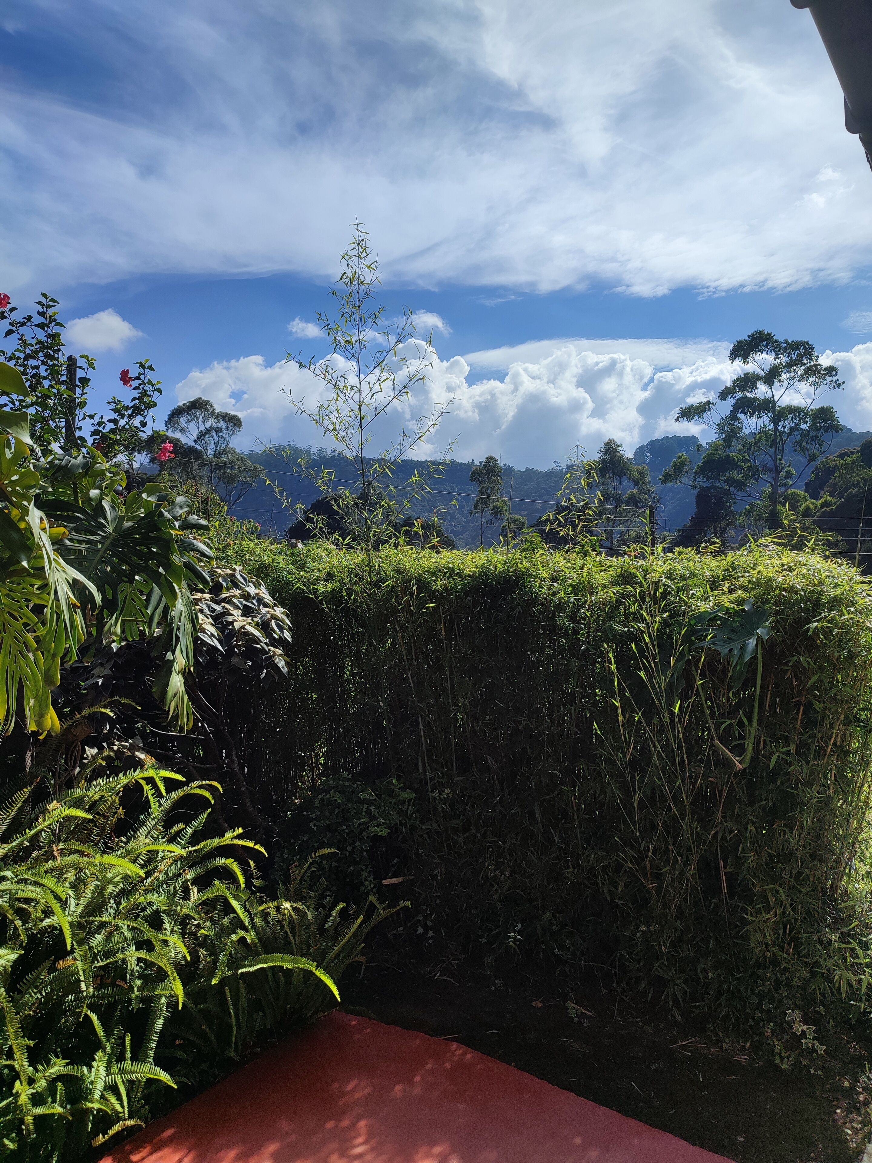 Un jardin luxuriant, avec un feuillage dense et une vue sur des collines lointaines.