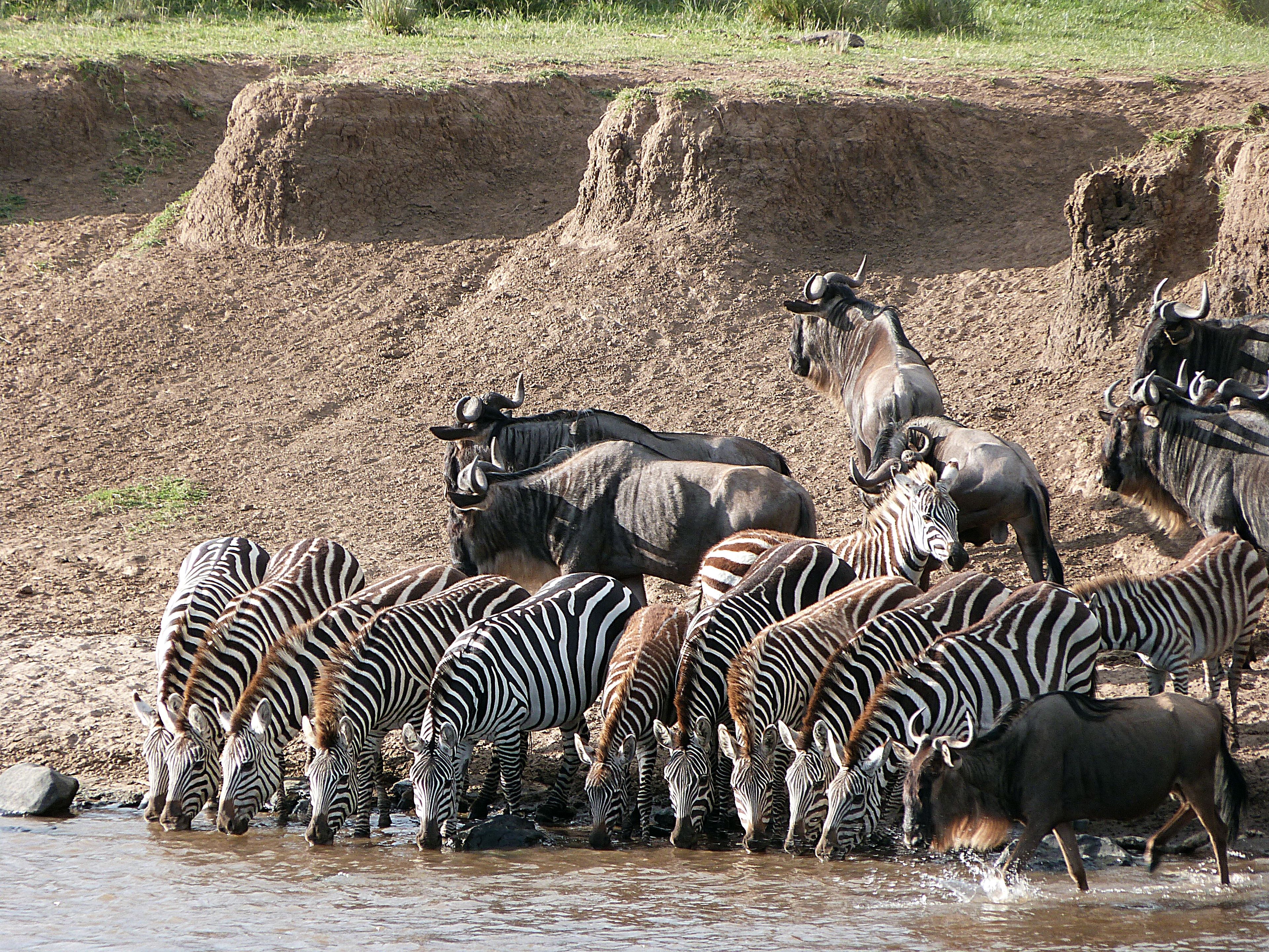 A group of zebras and wildebeests by a water source.