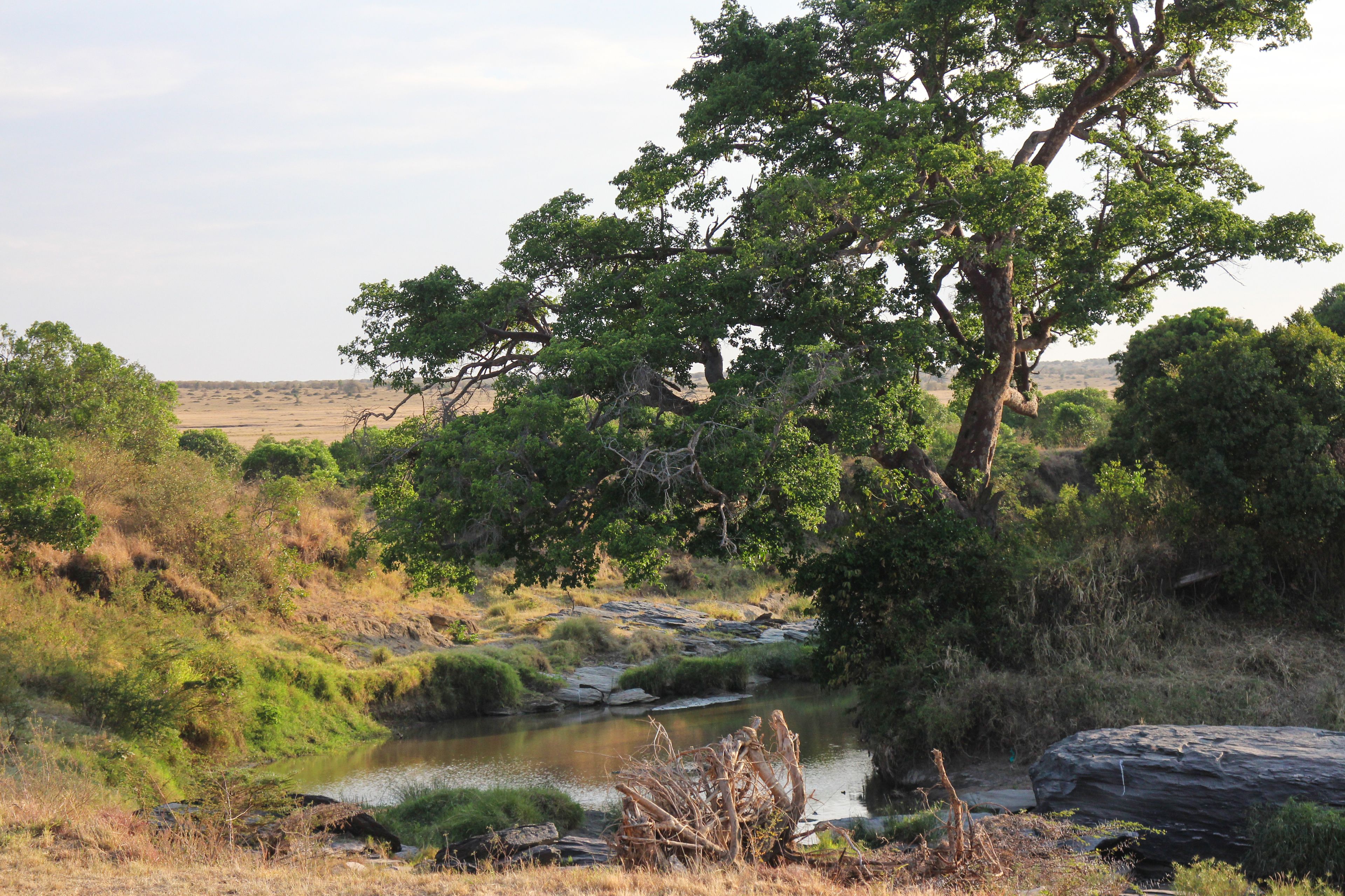 A natural landscape with a river, trees, and grassy terrain.