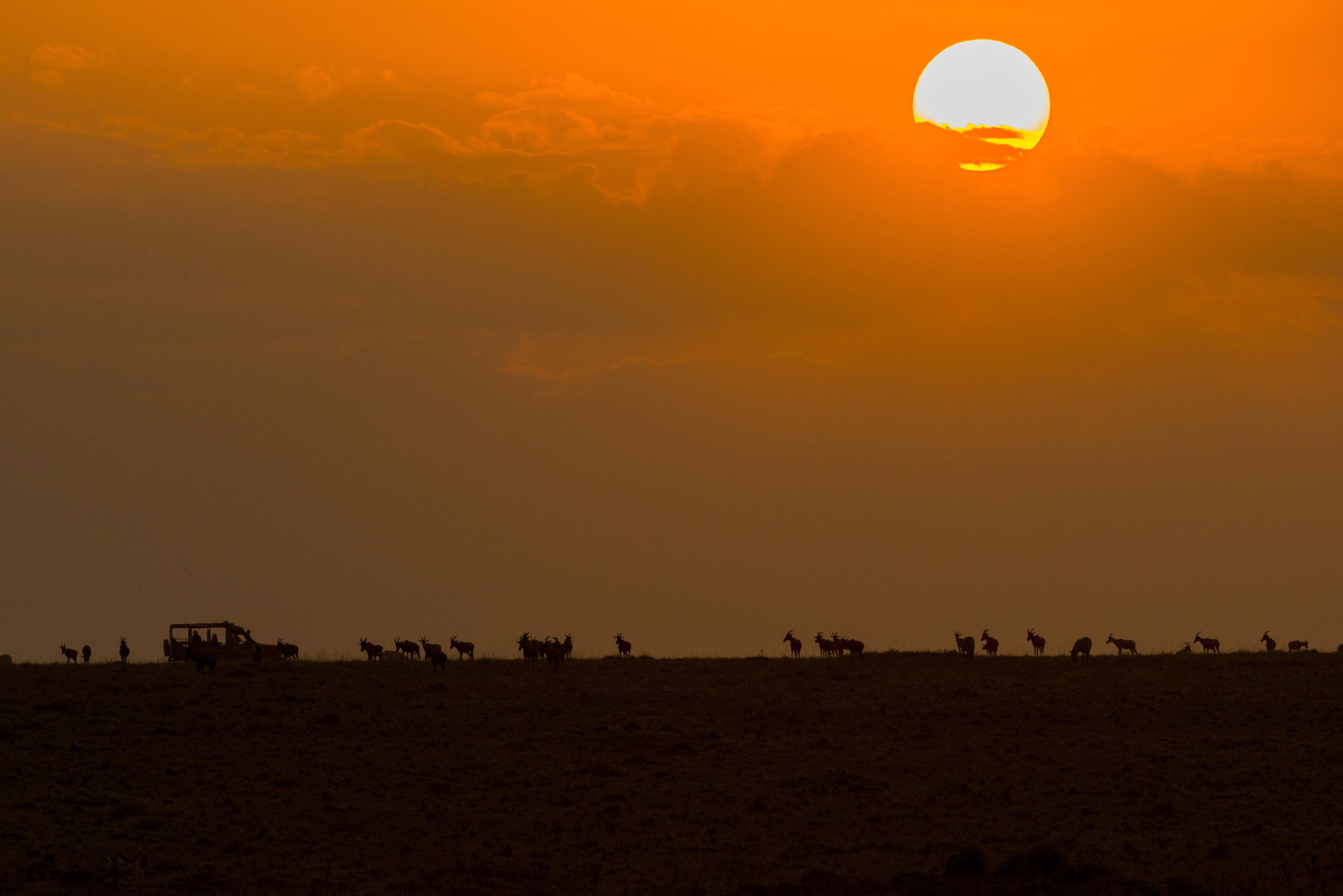Safari