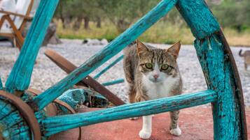 Eine Katze steht auf einer roten Fläche, im Vordergrund befinden sich türkis-farbene Metallkonstruktionen.