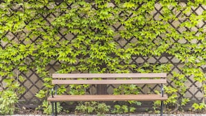 Un banco de madera junto a una cerca de celosía con follaje verde.