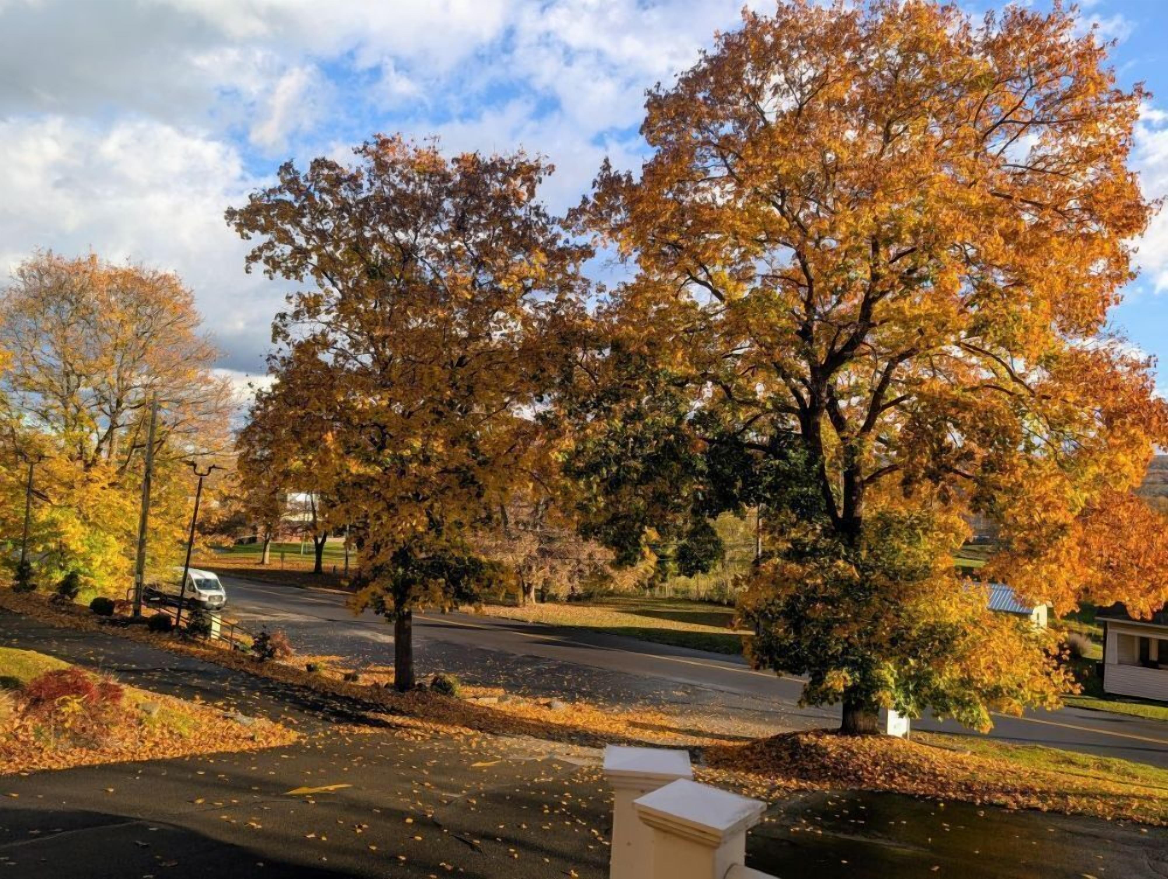 A residential street lined with trees displaying autumn foliage.