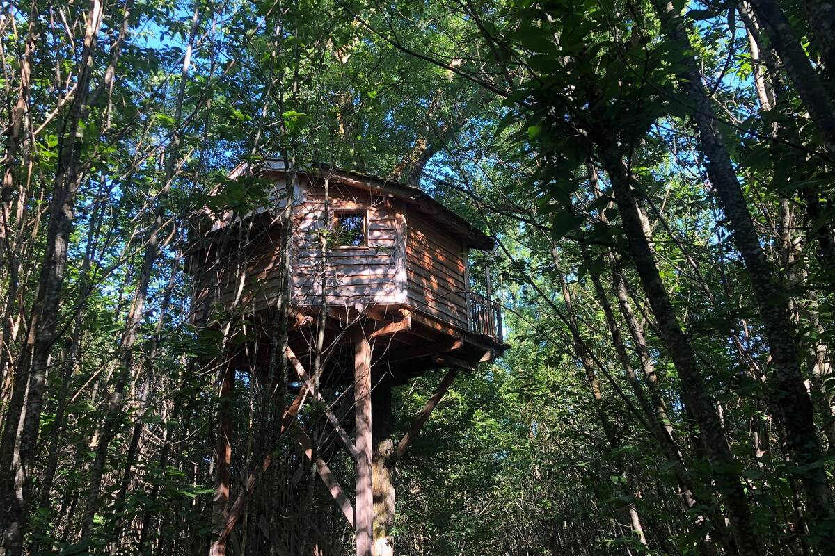 A treehouse built into a forested area with a wooden structure and a small window.