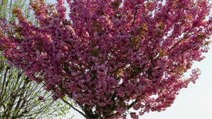 A tree with pink blossoms in a fenced park area.