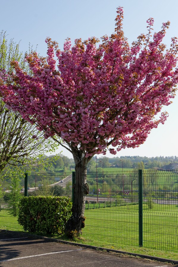 Un árbol con flores rosadas en un parque cercado.