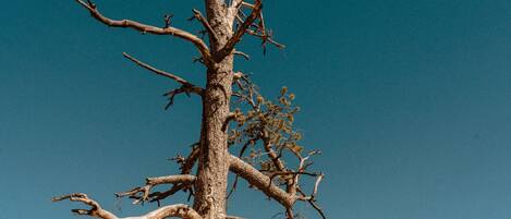 A tall, leafless tree with extensive roots in a desert landscape.