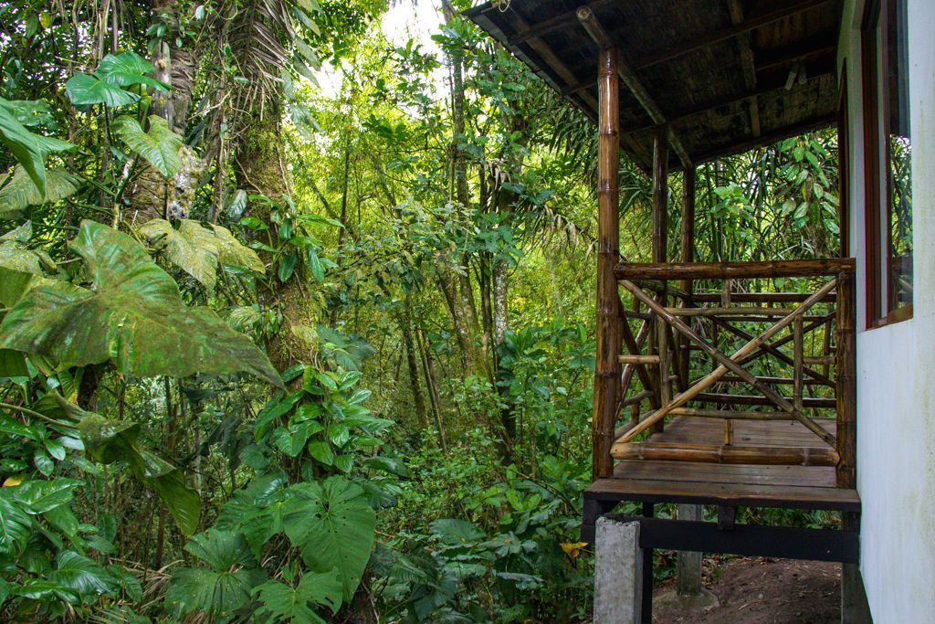 Una estructura de madera con armazón de bambú, rodeada de exuberante follaje tropical.