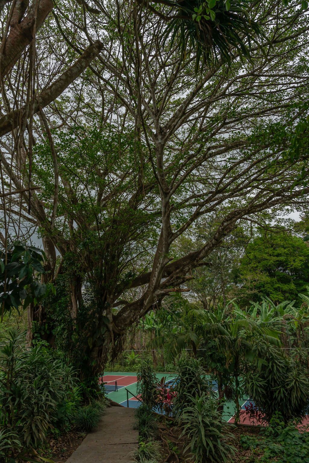 Un camí envoltat de vegetació abundant i arbres que condueix a unes pistes de tennis.