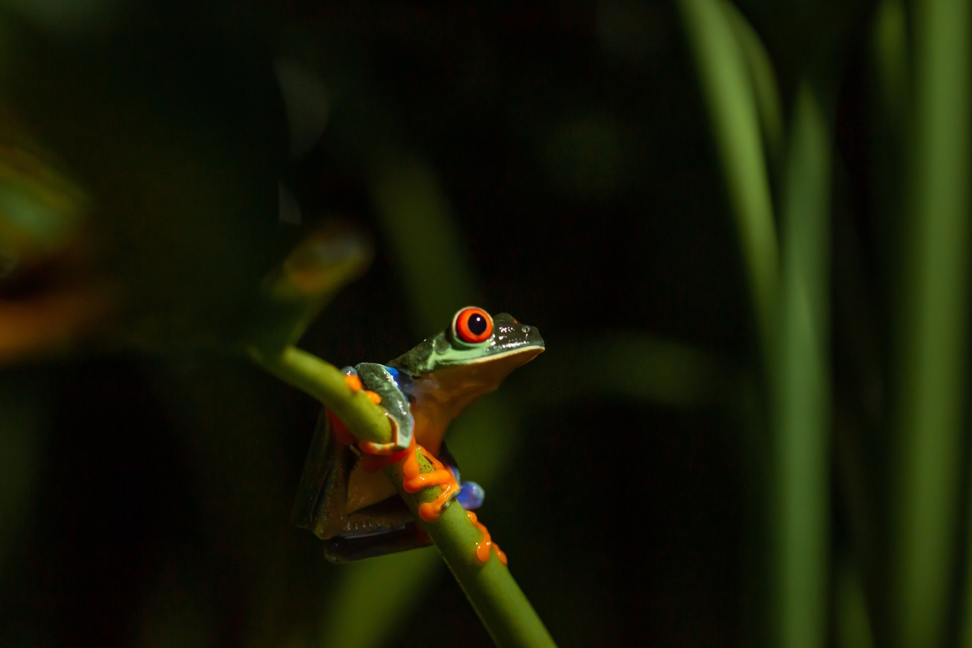A frog perched on a branch.