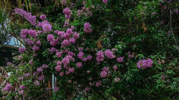 A pathway leading to a pool surrounded by lush greenery and purple flowers. - Lake Arenal Hotel, Brewery & Farm (Santa Rosa)