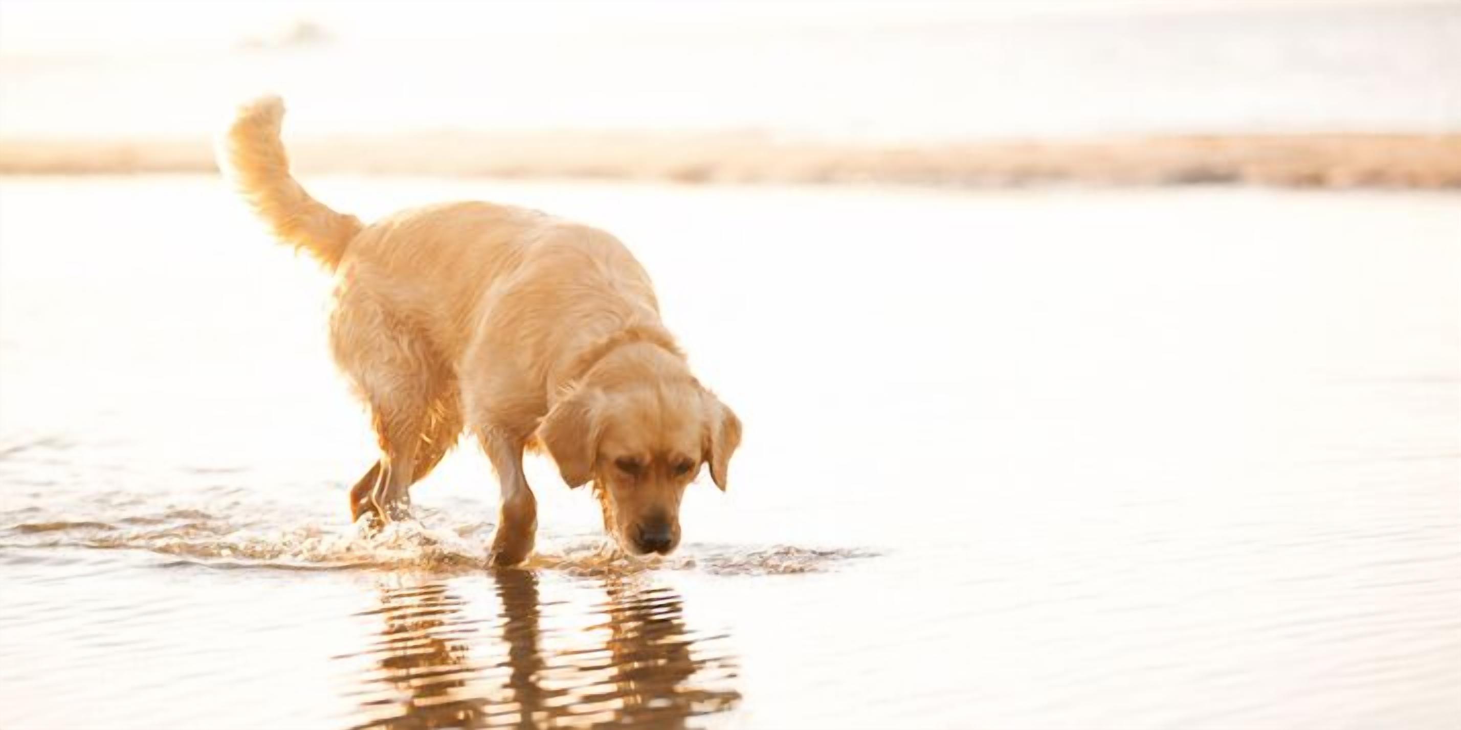 A dog walking on a beach.