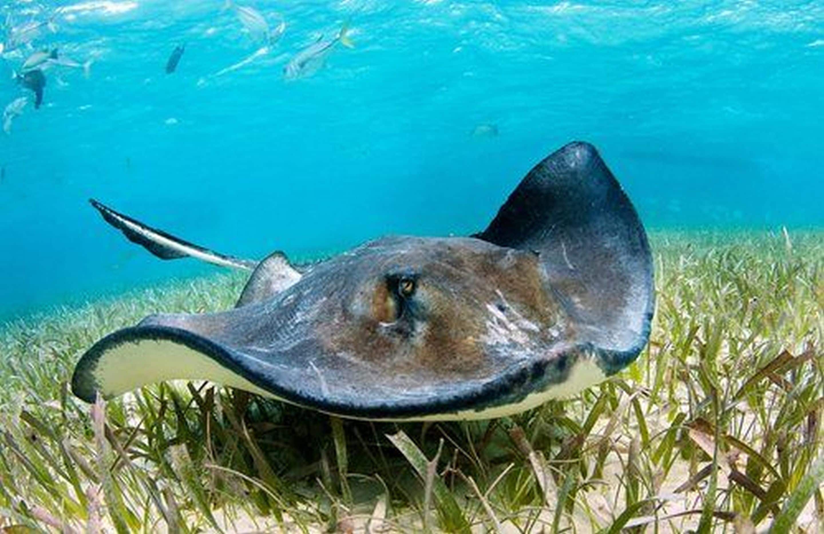 A stingray swimming near the ocean floor with grass and other marine life in the background.