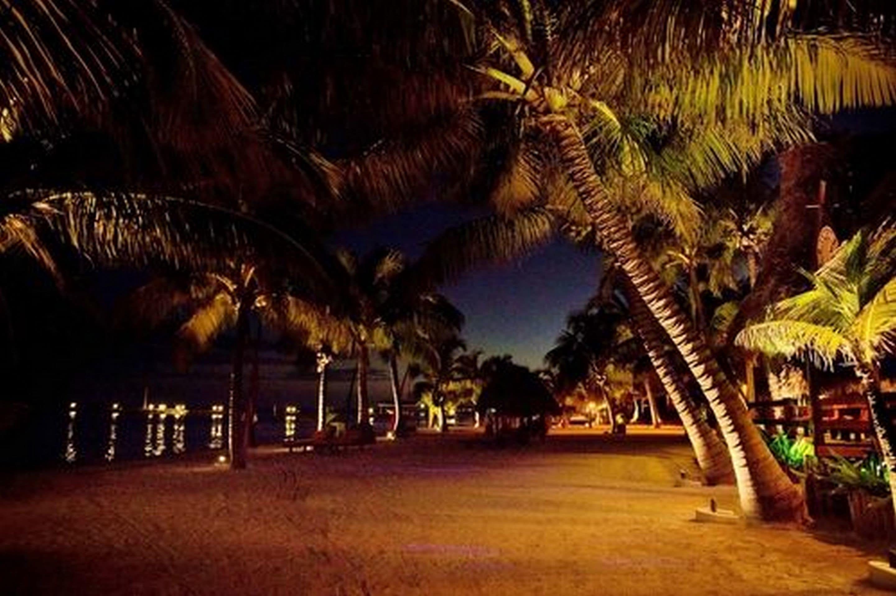 A nighttime view of a beach area with palm trees and a building with illuminated windows.