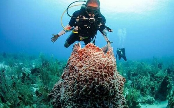 A diver exploring a coral reef with a large coral formation. - Ramon's Village Resort (San Pedro)