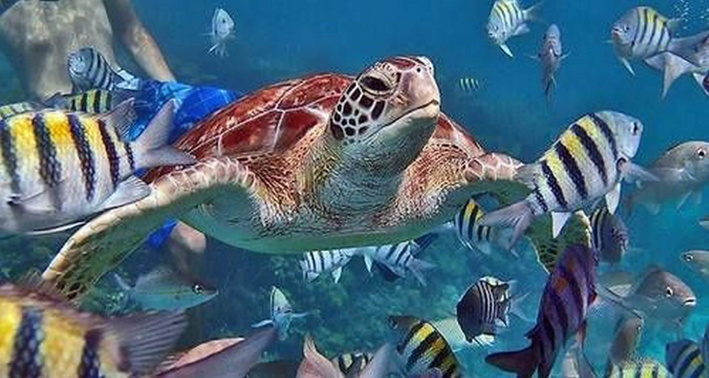 A sea turtle swimming among colorful fish in an aquarium.