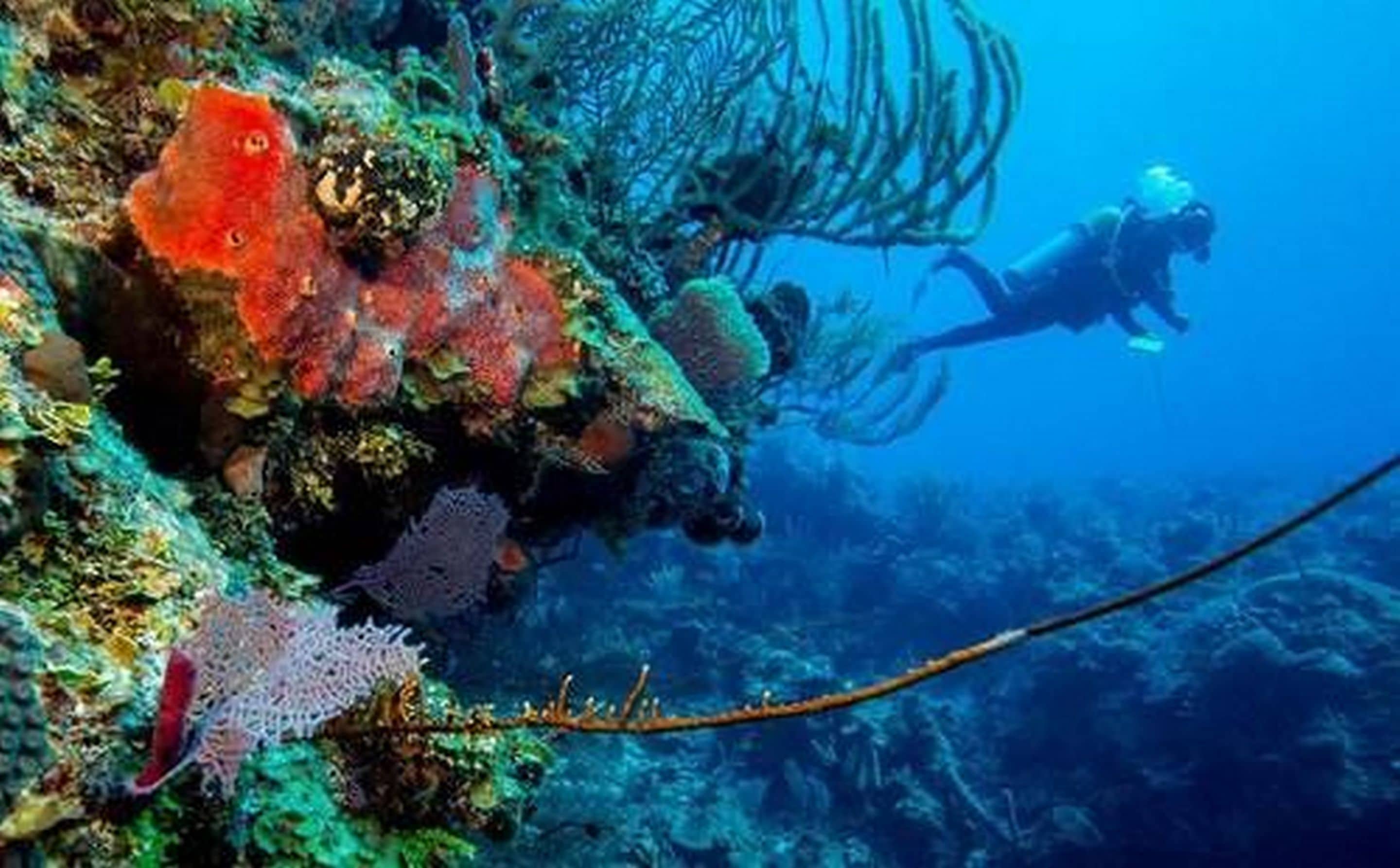 Un buceador explora un arrecife coralino vibrante, lleno de vida marina y vegetación acuática.
