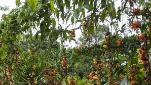 Quang cảnh vườn