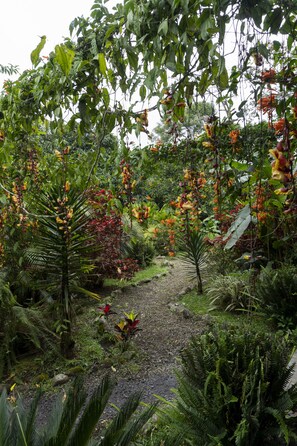 Garden view - Mindo Green House (Mindo)