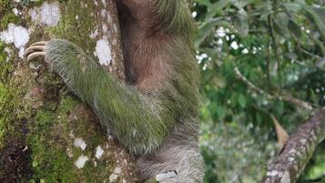 Un perezoso aferrado a un tronco de árbol.