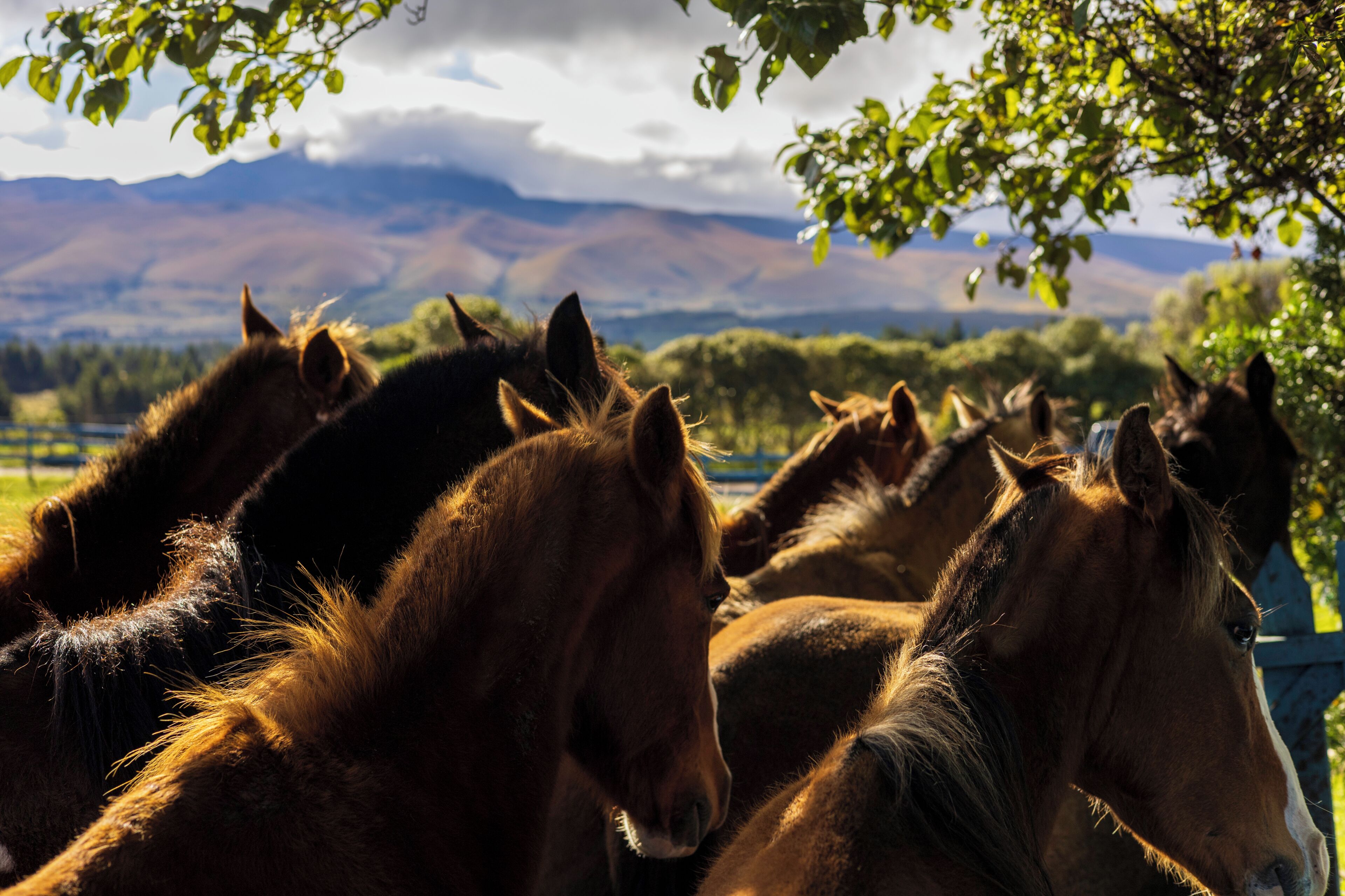 A group of horses in a stable with a mountainous backdrop.