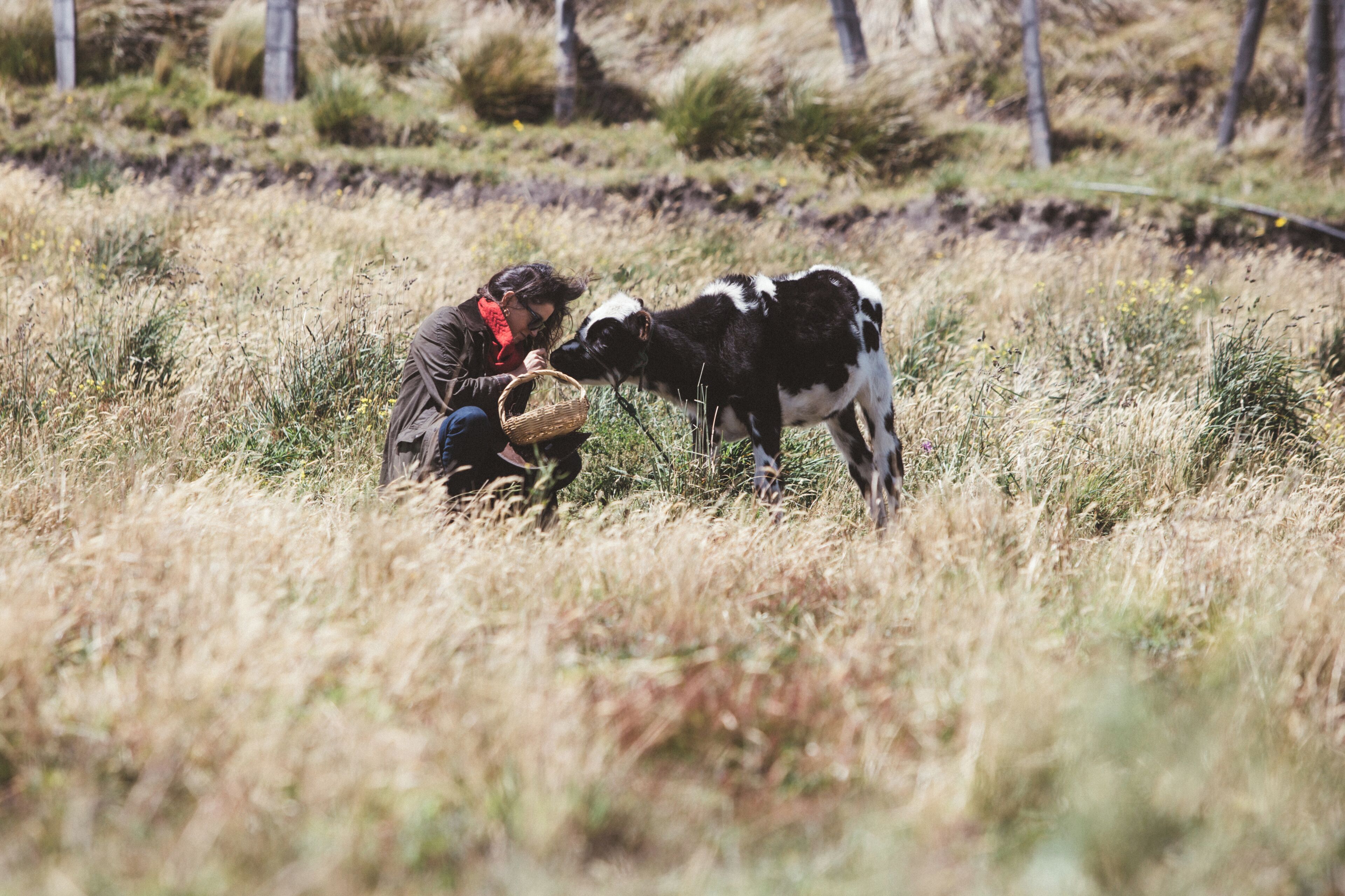 A person interacting with a cow in a grassy field.
