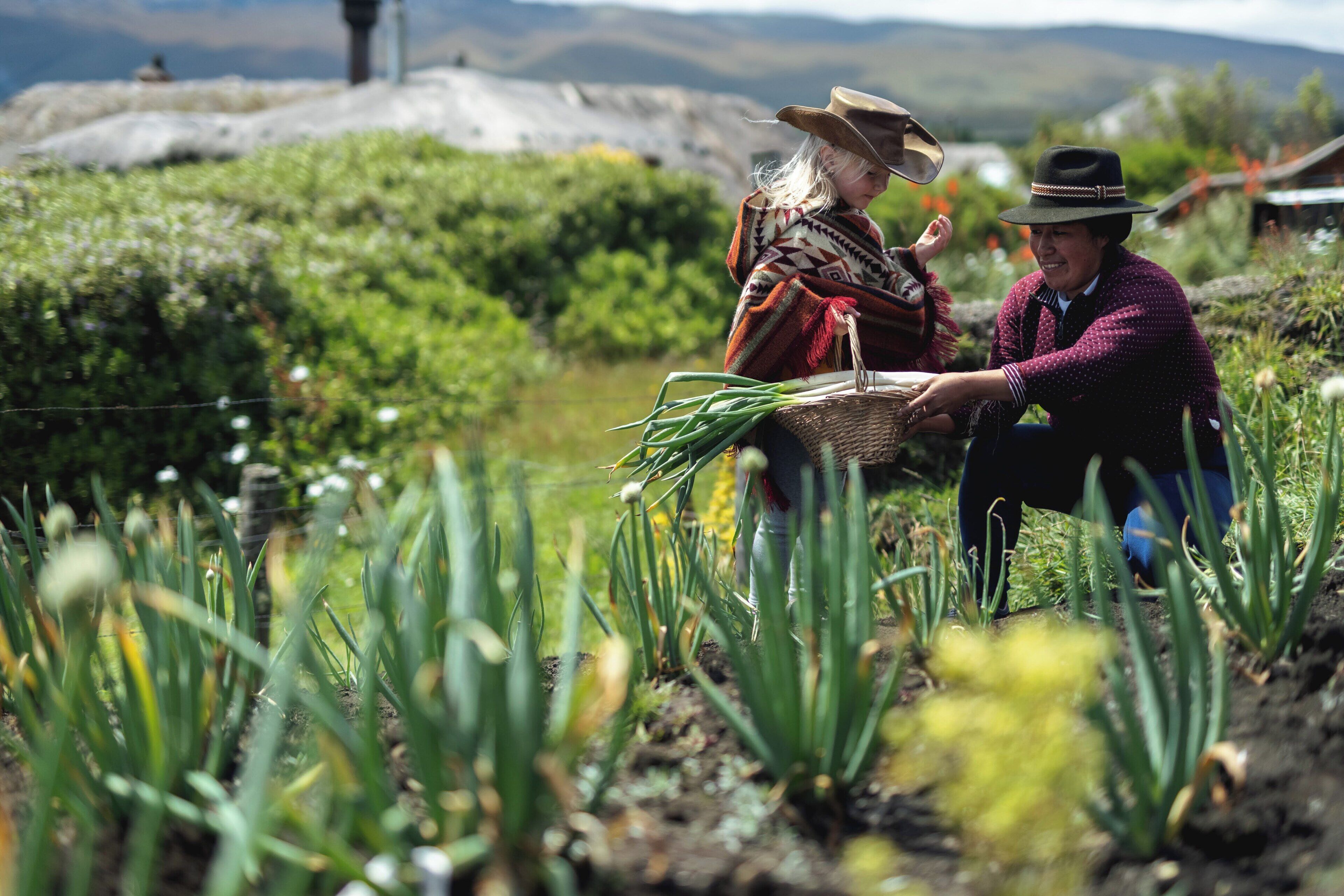 Dos personas en un campo con cebollas, una cesta y una valla al fondo.
