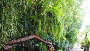 A bench in a lush garden with dense foliage and a pathway.