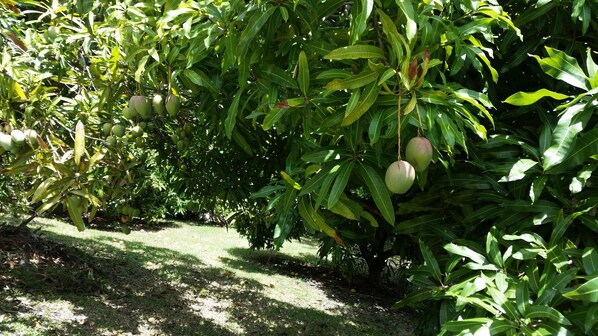 Jardín