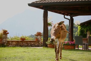 Property grounds - Agriturismo Deviscio (Lecco)