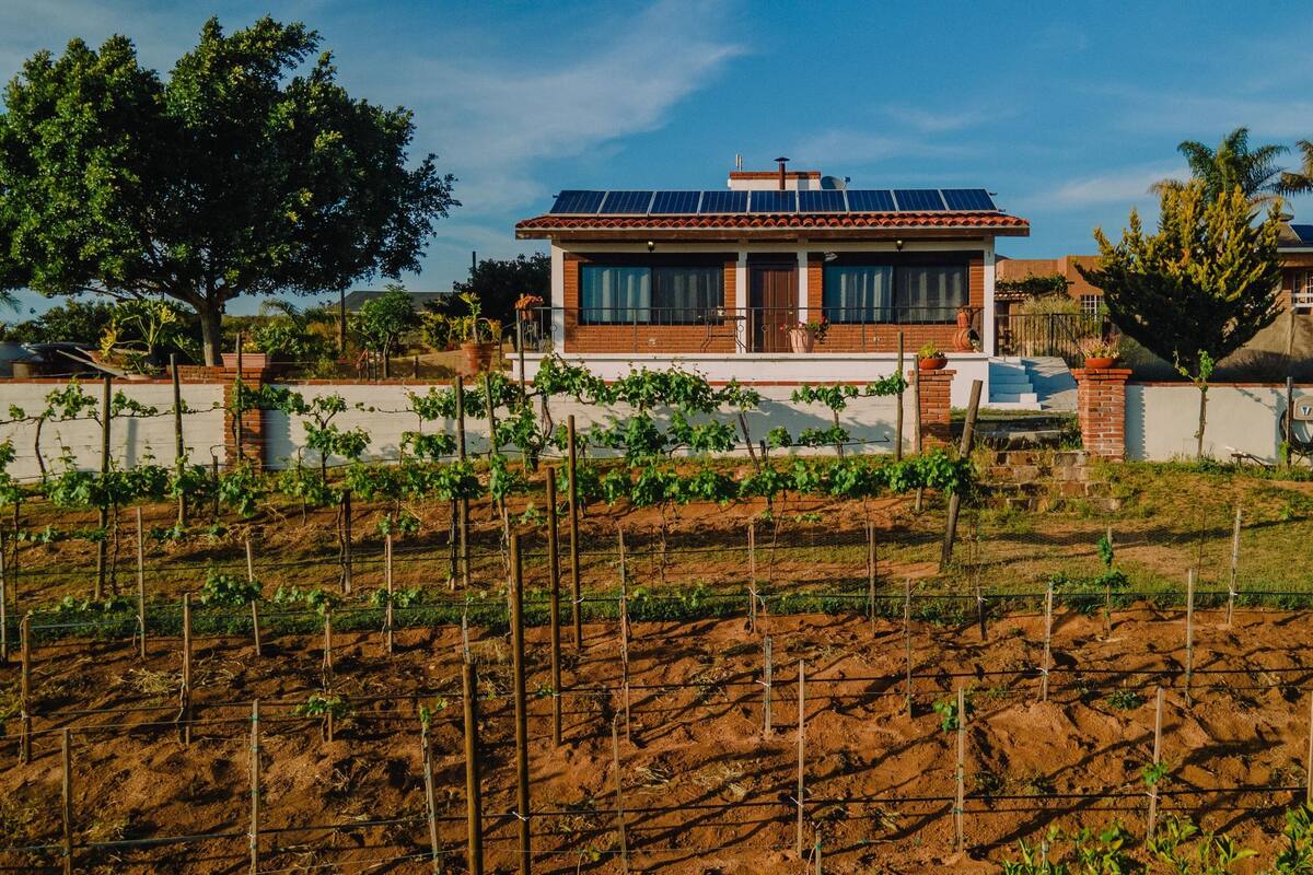 A house with solar panels, a garden with grapevines, and a brick wall.