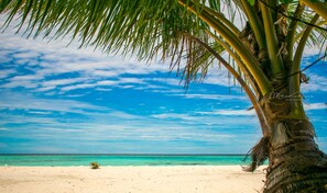 Una playa con una palmera y cielo azul despejado.