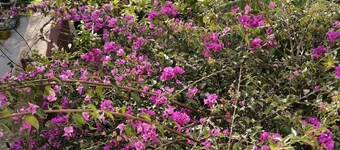 Dar El Yasmine Tunis