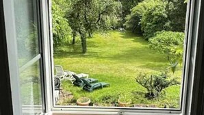 A view through a window of a lush garden with trees and a lawn.