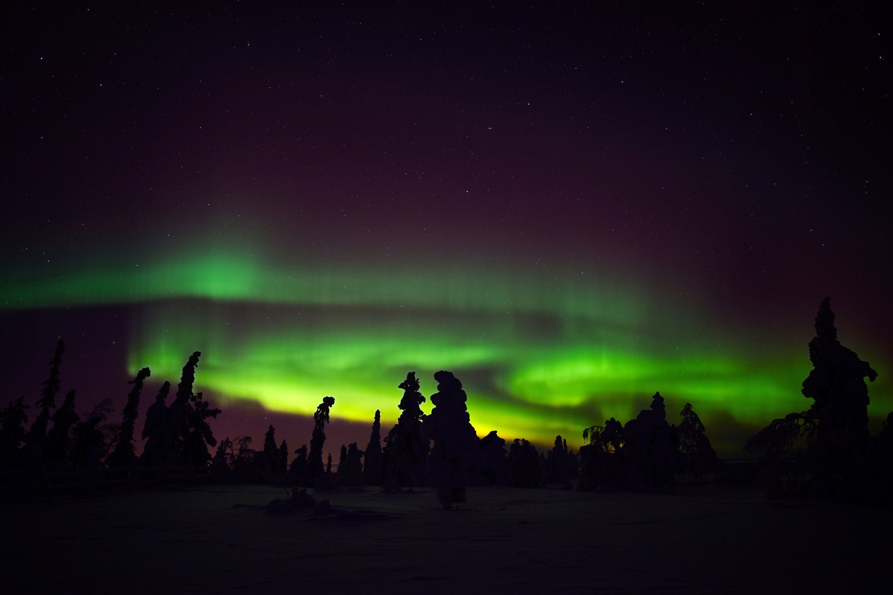 Un paysage enneigé, avec les silhouettes d’arbres se découpant sur un ciel nocturne dégagé.