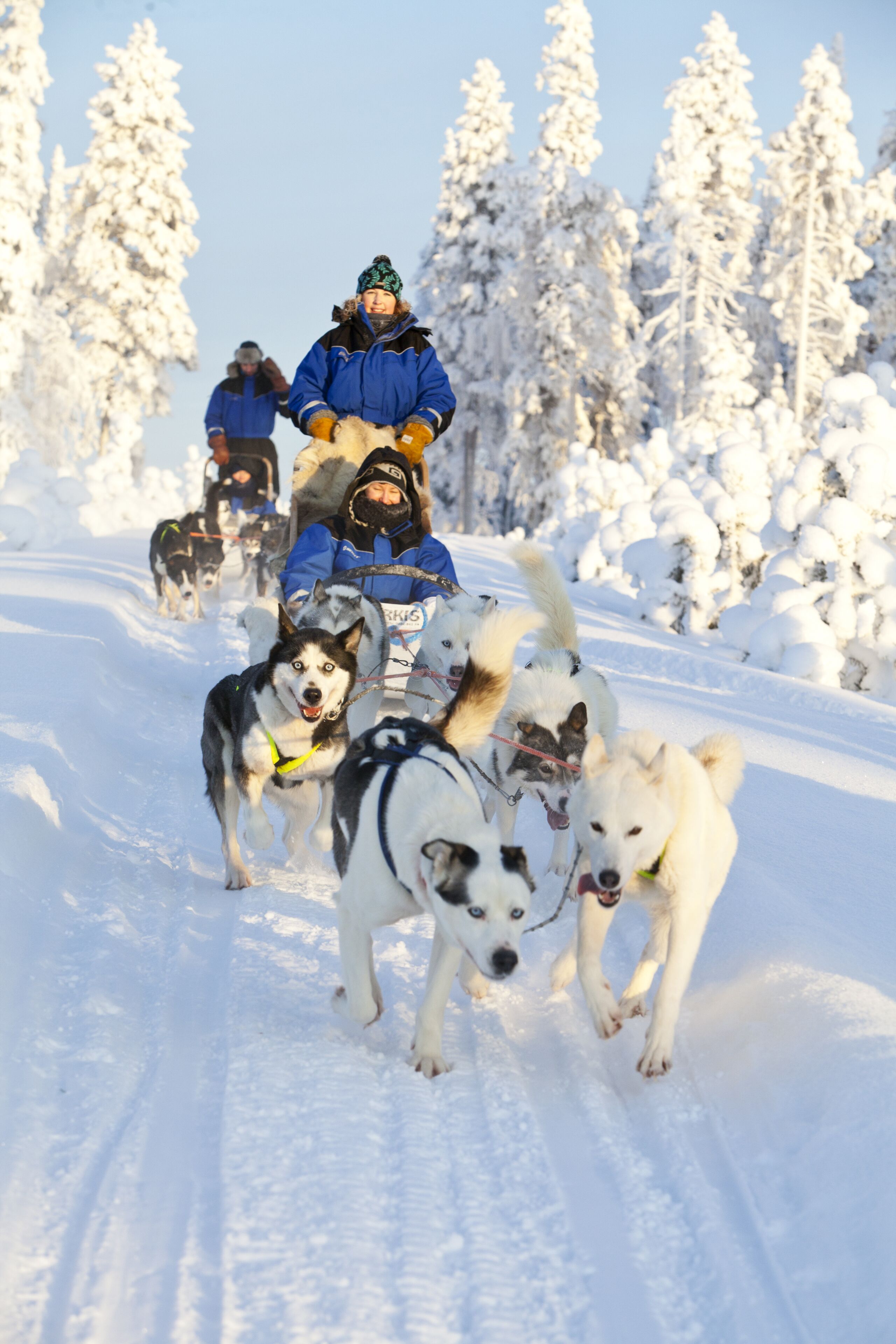 A group of sled dogs pulling a sled with a person in a blue jacket and a hat.
