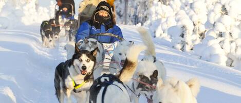 A group of sled dogs pulling a sled with a person in a blue jacket and a hat.